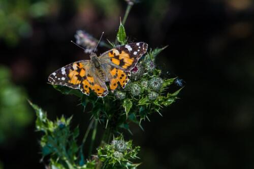 Naturfotografie