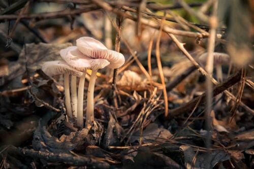 Naturfotografie