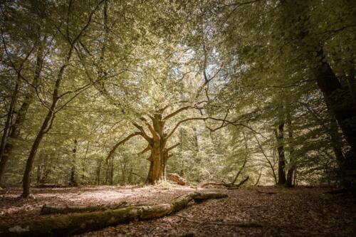 Naturfotografie