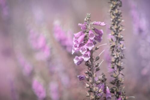 Naturfotografie