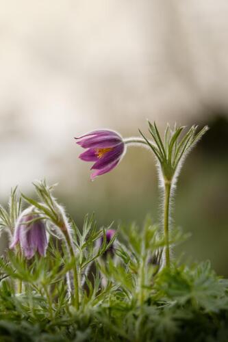 Naturfotografie