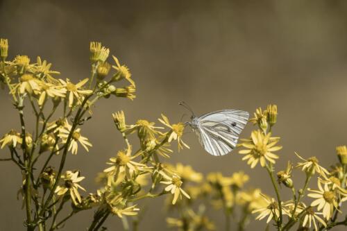 Naturfotografie